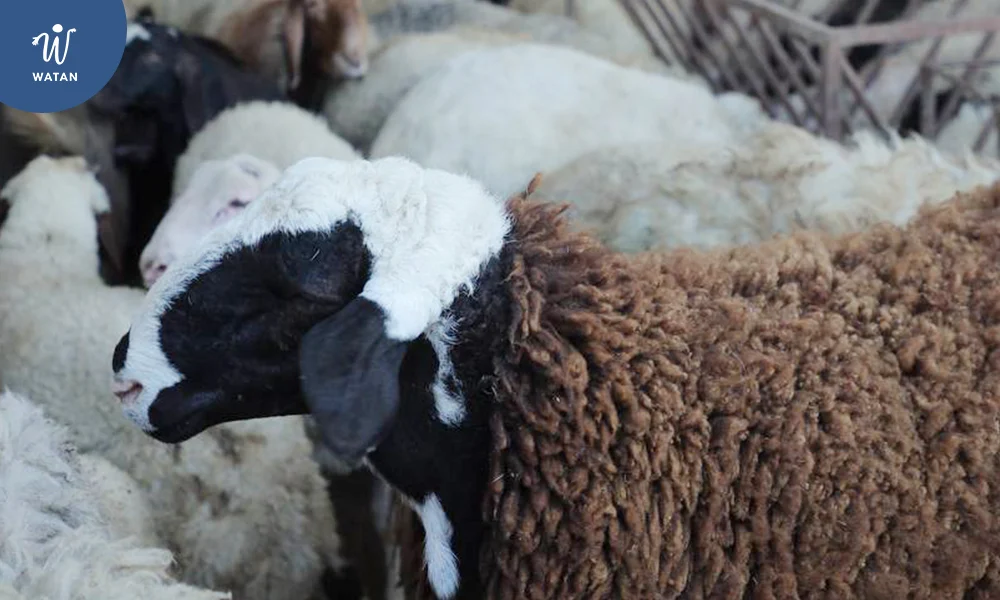 How We Select Healthy Animals?