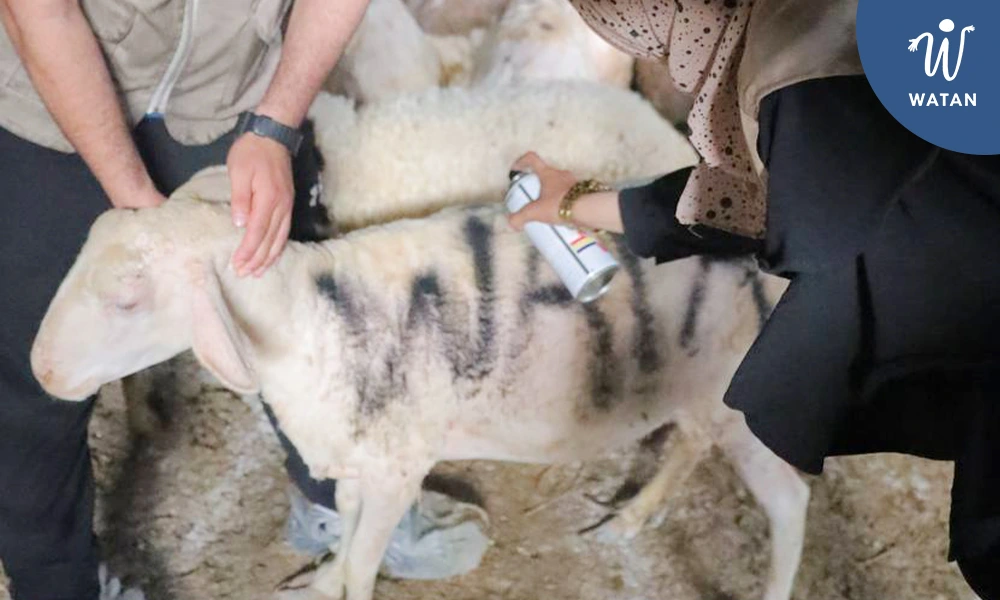How to Pick the Right Halal Animal?